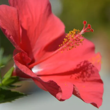 Agalipa Appart hôtel