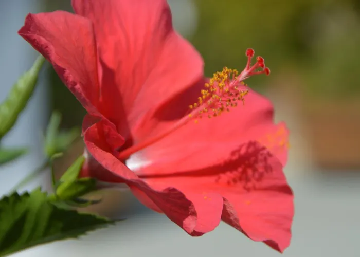 Agalipa Appart hôtel